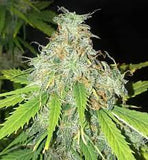 Green Mountain Genetics Seeds - Auto Flower And Feminized Packs Melvins Mistress - F